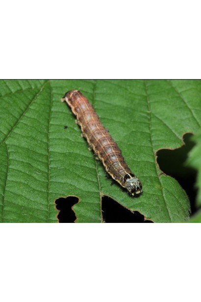 Совка гусень